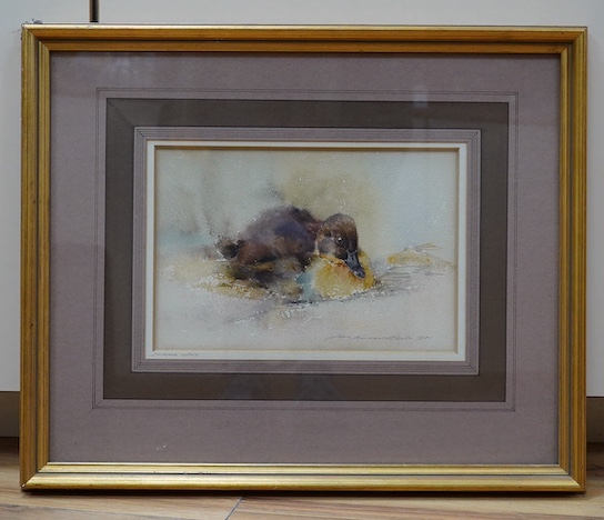 Ian Armour-Chelu (1928-2000), watercolour, Duck resting, signed and dated 1981, 15 x 23cm. Condition - good